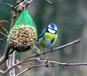 DSC_1530_Blaumeise.webp