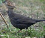 DSC_1507_Amsel.jpg