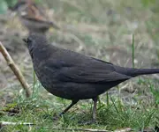 DSC_1507_Amsel.webp