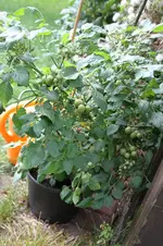 Bajaja-IMG_2832.webp