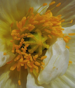 yellow (5).webp