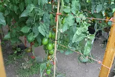 IMG_4195.webp