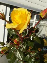 SAM_0957.webp