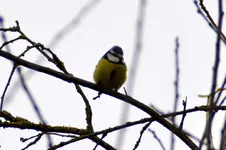 Blaumeise_0002_53.webp