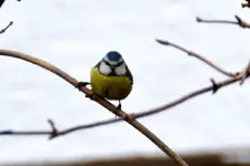 Blaumeise_0002_54.webp