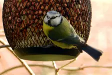 Blaumeise_3230.webp