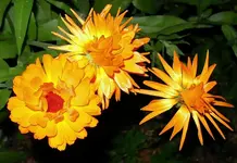 yellow (7).webp