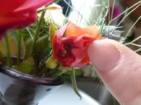 P1240441.webp