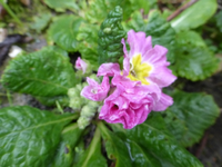 P1240284.webp