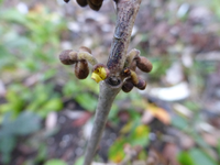 P1240287.webp