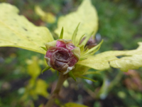 P1240338.webp