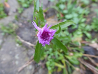 P1240326.webp