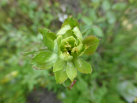 P1240340.webp
