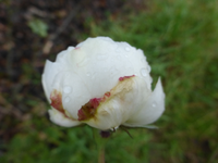 P1240356.webp