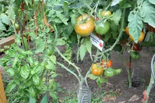IMG_4253.webp