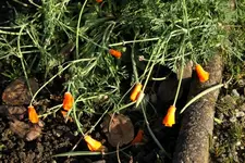 Mohn kalif. Mohn 13.12..webp