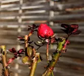 Rose bei Teich 16.12..webp