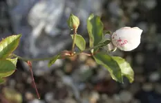 Rosenknospe weiß 13.12 4.webp