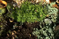 steingarten 16.12.webp