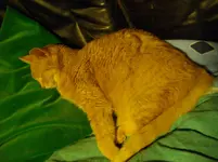 IMGP1933.webp