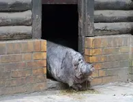 DSC_9466_Hangebauchschwein.jpg