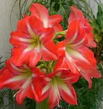 CIMG0802Amarillys.webp