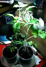 DSCN3245.2.webp