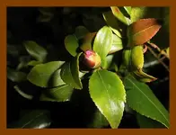 010.webp