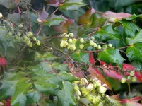 DSCN6423.webp