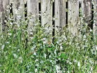 Copy of IMG_3083v.webp
