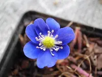 H.-Forest-Hybride Enzian-blau.webp