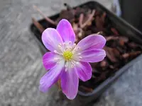 H.-Forest-Hybride Rosa-Weiß mamoriert.webp