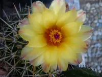 Gelb_00001.webp