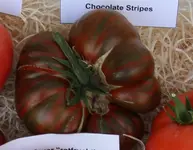 Chocolate-Stripes-IMG_4131.webp