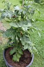 Dwarf_IMG_2369.webp