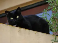 schwarze katz v.webp