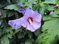 019.webp