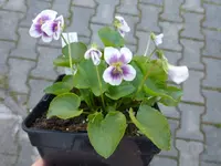 P1030021.webp