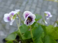 P1030022.webp