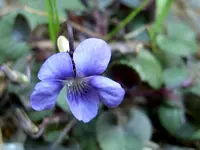 Blumen + Pflanzen alt 468v.webp