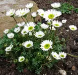 erigeron.webp