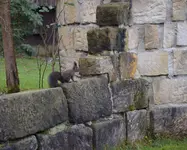 Knuffi.webp