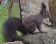Knuffi1.webp