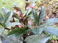 DSCN0013.webp