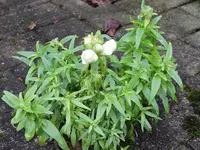 DSCN0024.webp
