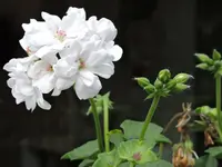 DSCN0023.webp