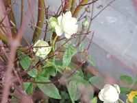 DSCN0020.webp