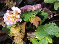 DSCN0019.webp