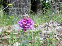 IMG_2992v.webp
