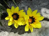 IMG_0547v.webp